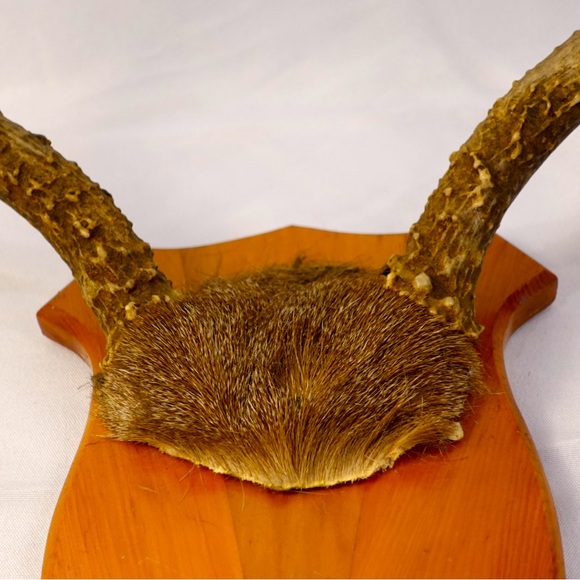 Real Deer Antlers wall deco - Picture 4 of 6